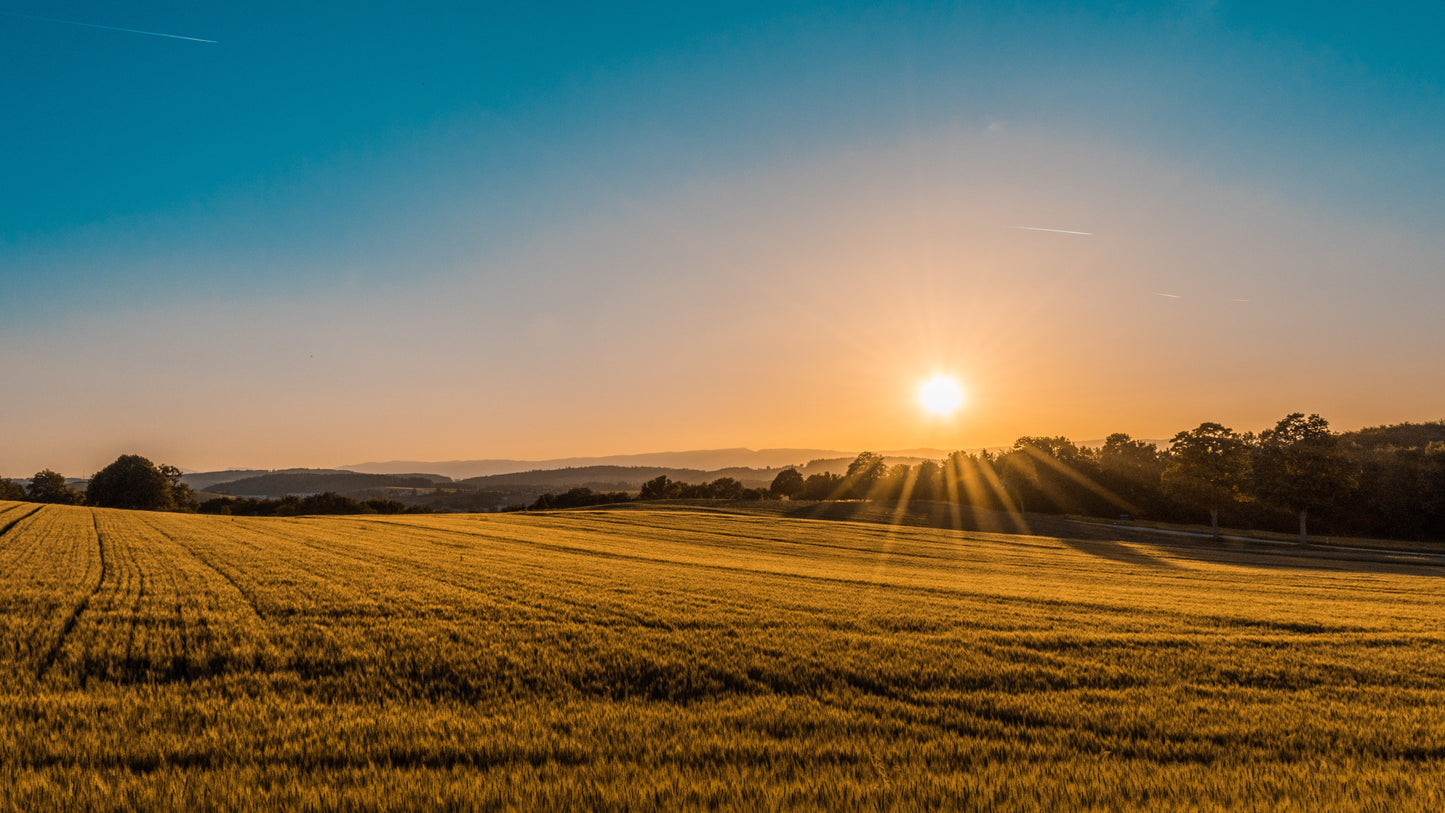 What's the Best time of day to take an Omega Supplement?