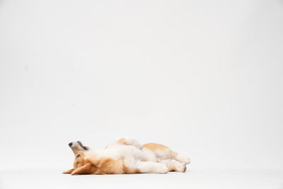 Golden retriever lying on floor — omega-3 supplementation for dogs and canine joint health