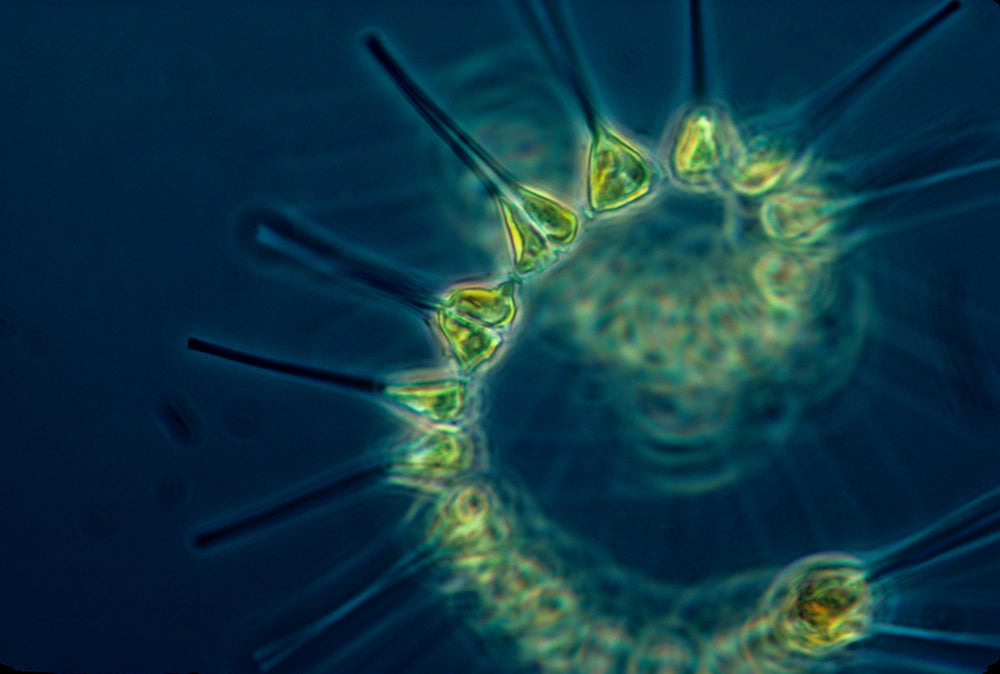 Why is marine phytoplankton the best plant source of omega 3?'