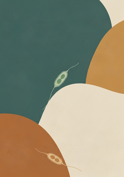 Abstract editorial illustration of Nannochloropsis gaditana marine microalgae species in teal and warm clay tones